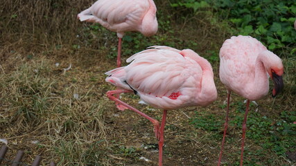 立っているフラミンゴ