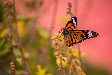 butterfly on a flower