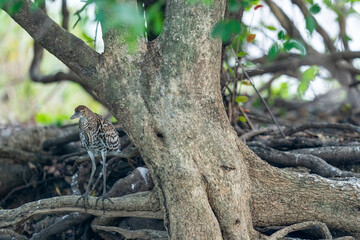 The rufescent tiger heron (Tigrisoma lineatum)