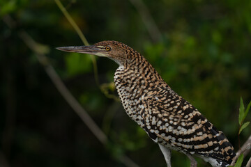 The rufescent tiger heron (Tigrisoma lineatum)