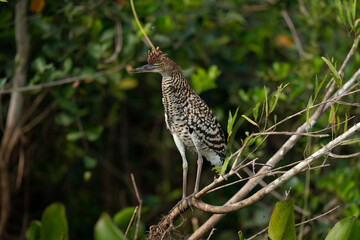 The rufescent tiger heron (Tigrisoma lineatum)