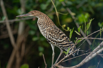 The rufescent tiger heron (Tigrisoma lineatum)