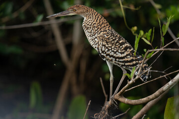 The rufescent tiger heron (Tigrisoma lineatum)