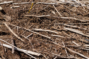 branches and debris near the river bank. ecological problem. water pollution.