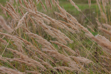 field with beautiful grass. spikelet field. fragrant herb. summer. background with blank space for text
