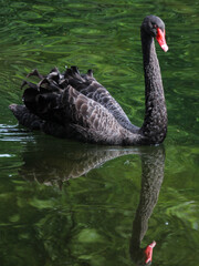 Fototapeta premium Cygne noir