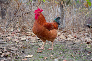 One beautiful young bright red rooster walks in the garden on the farm.