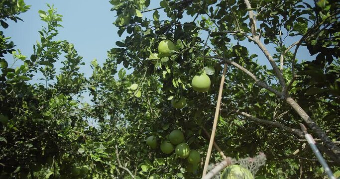farmer worker working harvesting tropical fruit fresh green Pomelo at plantation garden , Fresh juicy tropical fruit in Thailand