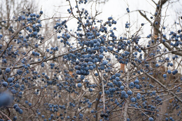 Blue thorn berries grow on the shrub in autumn.