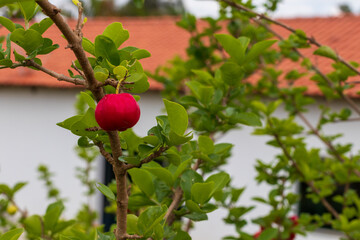 Uma acerola madura no pé da aceroleira