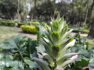 Portrait of some beautiful plant flowers in a garden,Retrato de unas hermosas flores planta  sobre...