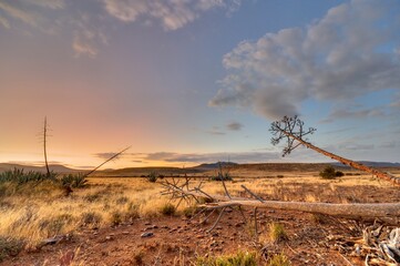 AGAVE CACTUS growing in the Karoo, Eastern Cape, South Africa
