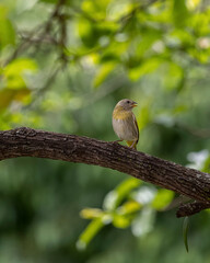 A female of Saffron Finch also known as 