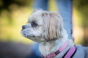 portrait of a dog