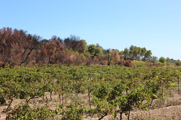 Beautiful view over the southern French vineyards in the Massif de la Clape nature park. Photo was taken on a very hot day at the end of summer.
