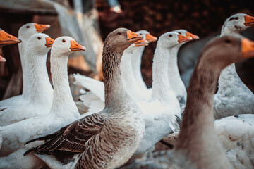 Geese in a country yard. Free range poultry farming