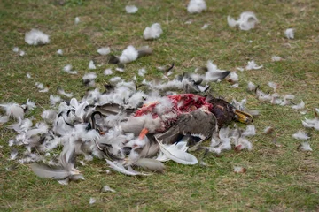 Foto auf Alu-Dibond Dead wild duck - Wilde Eend - Anas platyrhynchos © Nora