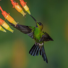 Green-Crowned Brilliant hummingbird feeding on a tropical flower
