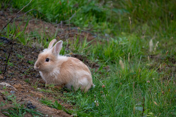 Landscape of Icelandic baby rabbit in grass in Selfoss South Iceland