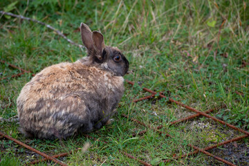 Landscape of Icelandic molting rabbit in grass in Selfoss South Iceland