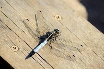 蜻蛉 © ふわしん