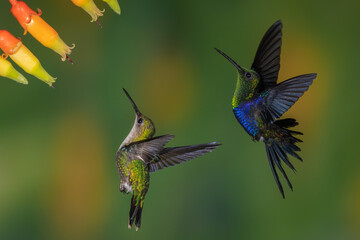 A pair of Crowned Woodnymphs feeding on a tropical flower