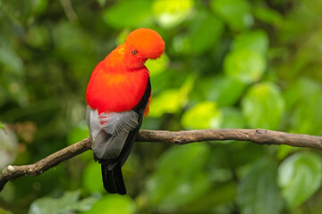 Andean Cock-of-the-rock perched on a branch in the rainforest