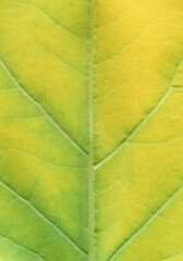 macro texture of green leaf turning yellow