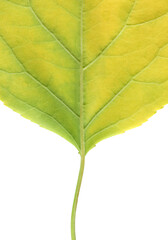 macro texture of green leaf turning yellow on white background