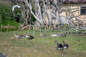 Landscape of grazing wild geese during summer in park in Reykjavik Iceland