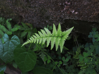 fern leaf in the forest
