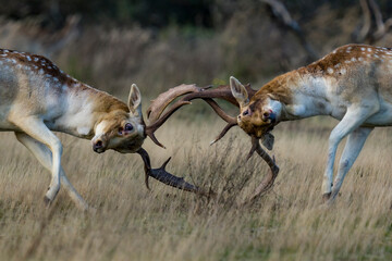 deer in the wild