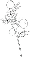 Contour illustration, coloring, plants with pomegranate fruits