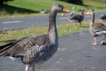 Landscape of wild goose on asphalt during summer in park in Reykjavik Iceland