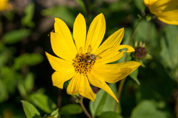 yellow flower in the garden