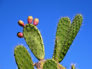 Figuier de Barbarie, Opuntia ficus-indica, en fruit région de l'Algarve au Portugal