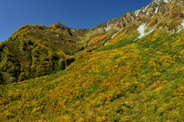 錦秋の立山黒部アルペンルート（タンボ平（黒部平＆大観峰）の絶景紅葉）