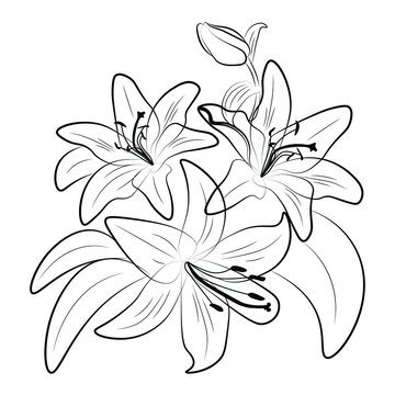Lilies linear drawing. Composition of lily flowers.