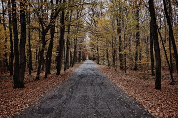 Obraz premium path in autumn forest