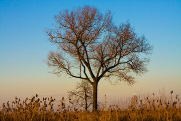 Lonely tree in the rays of the setting sun 