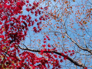 紅葉の「びわこ文化ゾーン」を散策