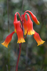 Close up of Australian native Christmas Bells, Blandfordia nobilis, family Blandfordiaceae. Spring and summer flowering perennial herb native to eastern Australia, growing in Sydney woodland, NSW