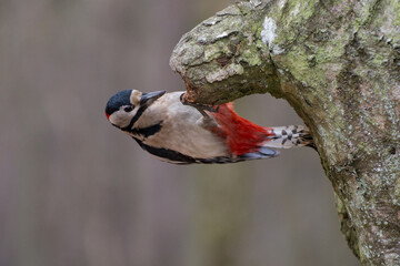 Great spotted woodpecker