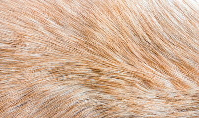 Close up of fur texture