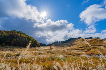 砥峰高原のススキ