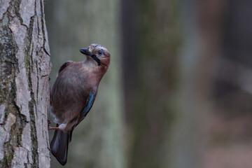 Eurasian jay
