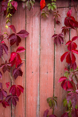  Parthenocissus quinquefolia, known as Virginia creeper, Victoria creeper, five-leaved ivy. Red foliage background red wooden wall. Natural background. High quality photo