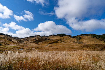 砥峰高原のススキ