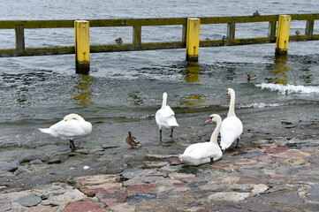 Swan in polish sea port in Gdynia