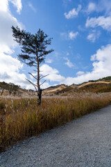 砥峰高原のススキ